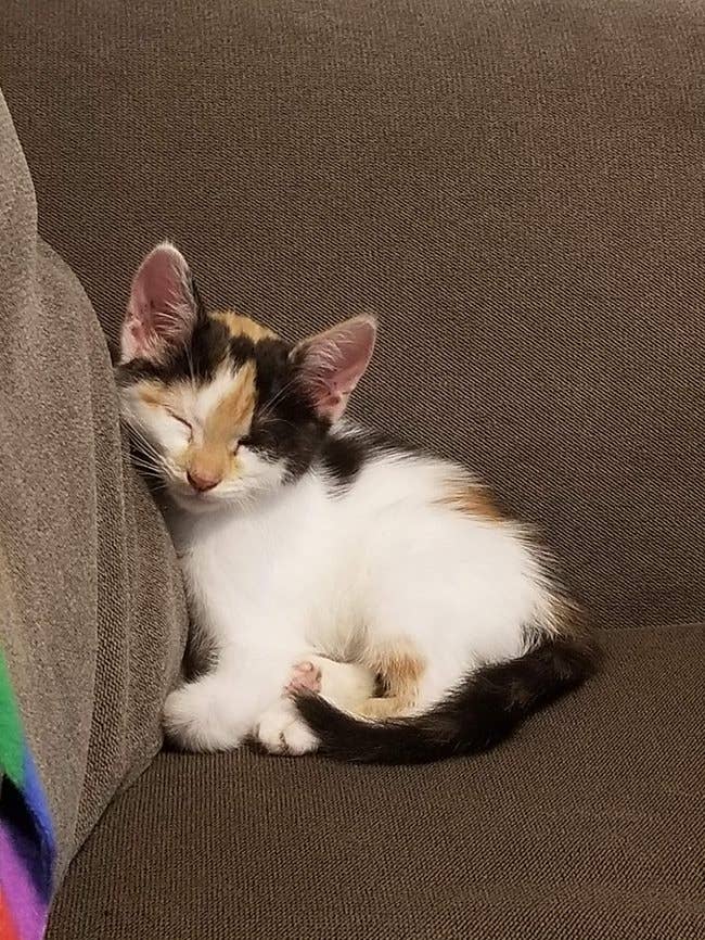 Kitten Christmas Ornament