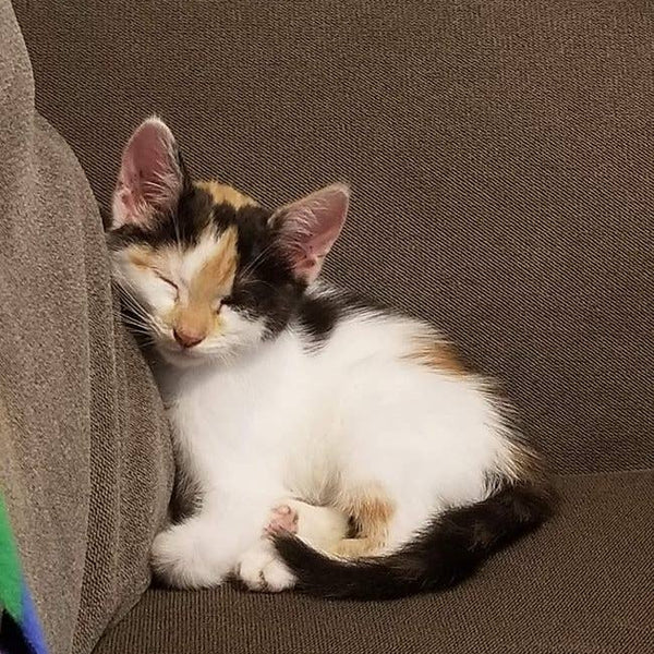 Kitten Christmas Ornament